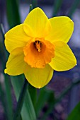 NARCISSUS SHRINES DAFFODIL