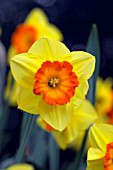 NARCISSUS DELIBES,