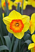 NARCISSUS DELIBES,  SINGLE STEM WITH ORANGE CENTRE.