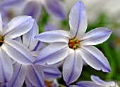 IPHEION WISLEY BLUE