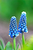 MUSCARI DARK EYES,  GRAPE HYACINTH.