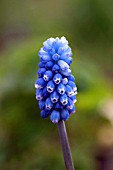 MUSCARI DARK EYES, GRAPE HYACINTH.