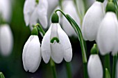 GALANTHUS VALENTINEI,  SNOWDROPS CLOSE UP.