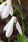 GALANTHUS ELWESSII SNOWDROPS,  MID TO LATE WINTER.