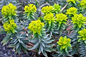 EUPHORBIA PONTICA,  WITH  YELOW TO GREEN FLOWERS AND BRACTS.