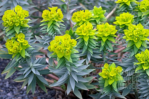 EUPHORBIA_PONTICA__WITH__YELOW_TO_GREEN_FLOWERS_AND_BRACTS