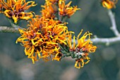 HAMAMELIS X INTERMEDIA JELENA
