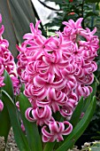 HYACINTHUS ORIENTALIS,  PINK PEARL.