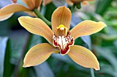 ORCHID, CYMBIDIUM CRANBOURNE CHASE