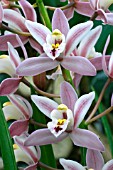 ORCHID, CYMBIDIUM LANCELOT EVENING STAR