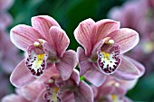 ORCHID, CYMBIDIUM RINCON FAIRY PINK PERFECTION