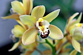 ORCHID, CYMBIDIUM KINTYRE GOLD COOKSBRIDGE