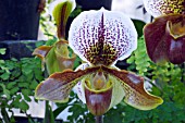 ORCHID, PAPHIOPEDILUM ARGYLL