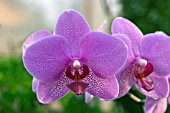 PHALAENOPSIS BROTHER JOHN, (ORCHID)