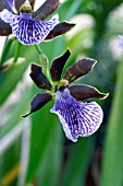 ORCHID,  ZYGOPETALUM BG WHITE.