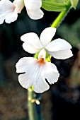 ORCHID,  CALANTHE BEL VEL.