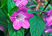 RUELLIA MACRANTHA,  CHRISTMAS PRIDE