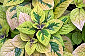 PLECTRANTHUS CILIATUS SASHA