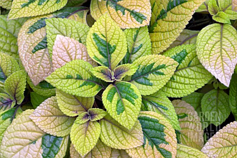 PLECTRANTHUS_CILIATUS_SASHA