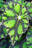 BEGONIA TIGER PAWS LEAF. CLOSE UP OF PLEAF PATTERN.