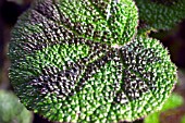 BEGONIA MASONIANA LEAF CLOSE UP,  SHOWING PROTECTIVE HAIRS.