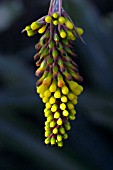 AECHEMA LINDENII,  YELLOW FLOWERS.