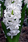 HYACINTHUS ORIENTALIS CARNEGIE