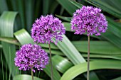 ALLIUM HOLLANDICUM PURPLE SENSATION