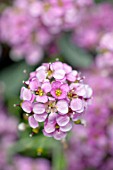 ALYSSUM SPINOSUM ROSEUM