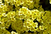 AURINIA SAXATALIS CITRINA,  SYN. ALYSSUM SAXATALIS