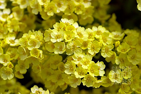 AURINIA_SAXATALIS_CITRINA__SYN_ALYSSUM_SAXATALIS