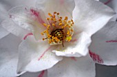 CAMELLIA JAPONICA LADY VANSITTART WITH WASP