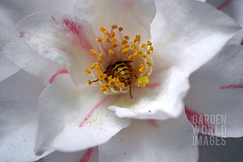 CAMELLIA_JAPONICA_LADY_VANSITTART_WITH_WASP