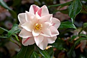 CAMELLIA JAPONICA LADY VANSITTART