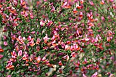 CYTISUS ZEELANDIA,