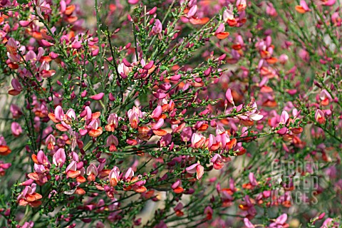 CYTISUS_ZEELANDIA