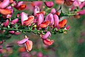 CYTISUS ZEELANDIA,