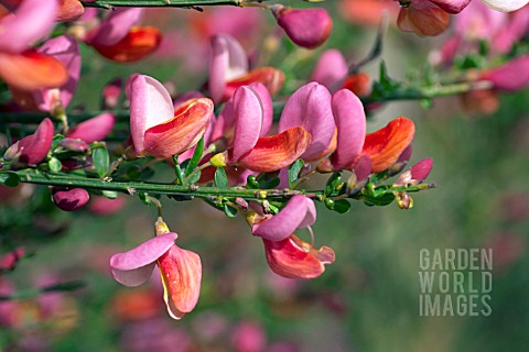 CYTISUS_ZEELANDIA