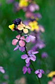 ERYSIMUM MUTABILE, (WALLFLOWER)