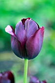 TULIPA BLACK SWAN