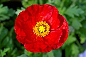 PAPAVER NUDICAULE