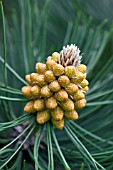 PINUS HELDREICHII