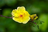 ROSA GOLDEN CHERSONESE