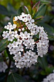 VIBURNUM TINUS LUCIDUM