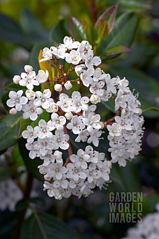 VIBURNUM_TINUS_LUCIDUM