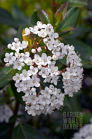 VIBURNUM_TINUS_LUCIDUM