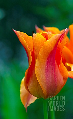 TULIPA_BALLERINA