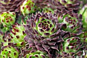 SEMPERVIVUM MARMOREUM