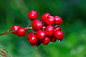 ACTAEA RUBRA BERRIES