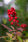 ACTAEA RUBRA BERRIES